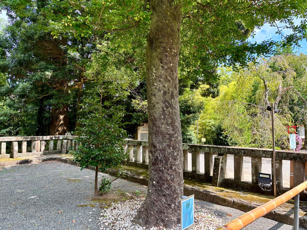 伊豆山神社の境内にある御神木