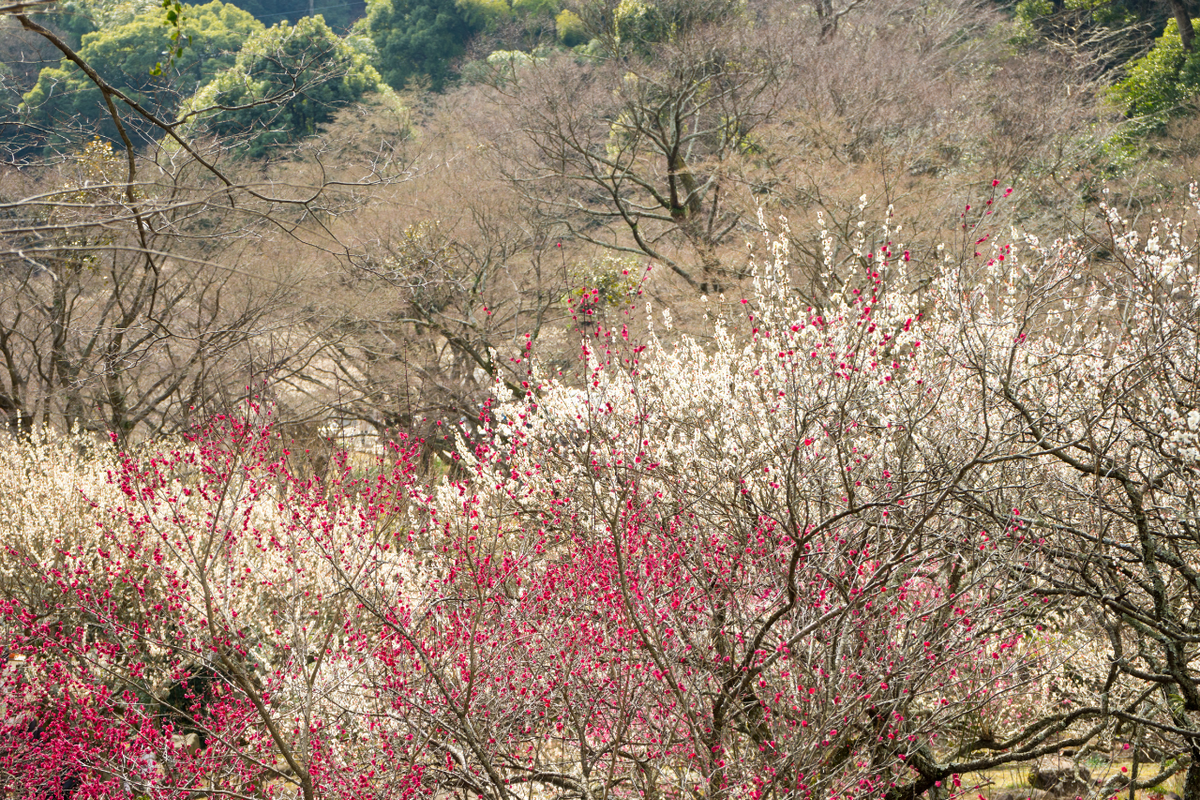 熱海梅園