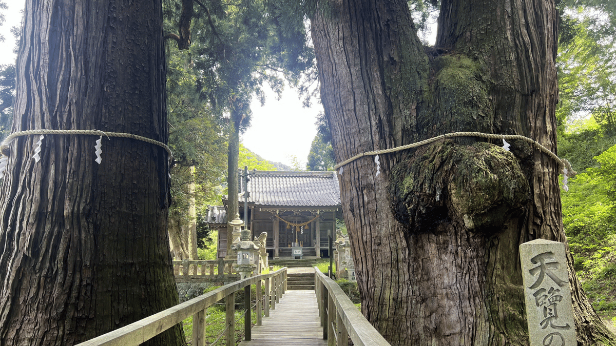 Kayano Giant Cedar: A 2,300-Year-Old Sacred Tree in Japan