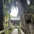 Kayano Giant Cedar: A 2,300-Year-Old Sacred Tree in Japan