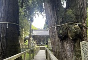 Kayano Giant Cedar: A 2,300-Year-Old Sacred Tree in Japan