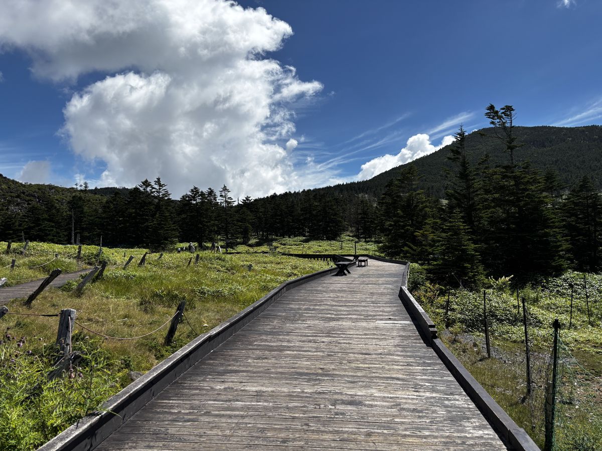 Boardwalk crossing the highland marsh toward the conifer forest, summer clouds piled over Yatsugatake