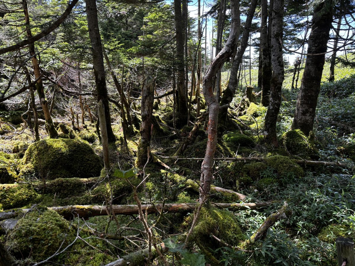Dappled light falling on moss-covered fallen trees and rocks in the Kita-Yatsugatake moss forest
