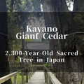 Kayano Giant Cedar: A 2,300-Year-Old Sacred Tree in Japan