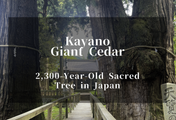 Kayano Giant Cedar: A 2,300-Year-Old Sacred Tree in Japan