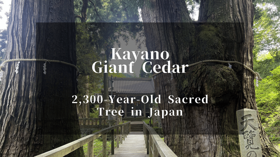 Kayano Giant Cedar: A 2,300-Year-Old Sacred Tree in Japan